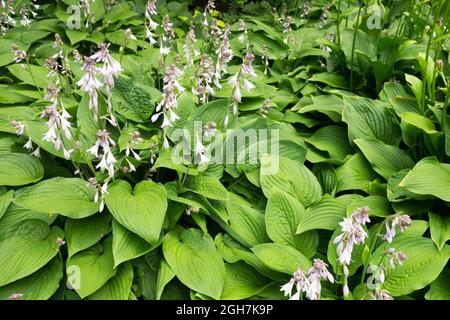 Hosta 'fortunei Aurea' Banque D'Images