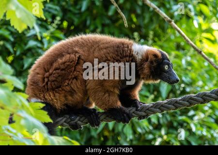 La gélinotte rouge, le Varecia rubra Lemur est l'une des deux espèces du genre Le Varecia, la gélinotte lémuriens Banque D'Images