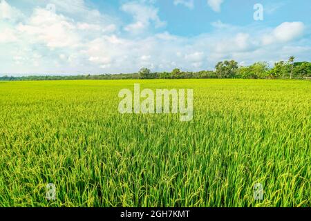 un vaste champ de paddy rempli de riz jaune et vert tendre, ciel partiellement nuageux bleu Banque D'Images
