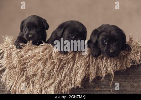 groupe de chiots adorables little labrador retriever ponçant dans une boîte en bois vintage et regardant autour en studio sur fond beige Banque D'Images