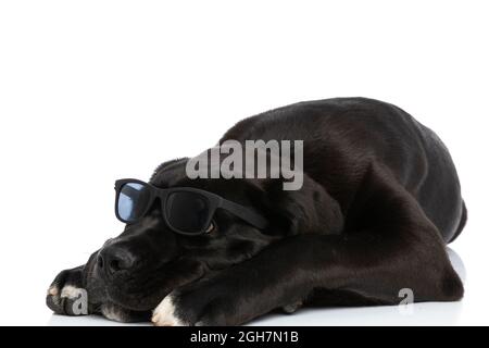 chien de canne corso avec lunettes de soleil tenant la tête vers le bas, regardant vers le haut et posant isolé sur fond blanc en studio Banque D'Images