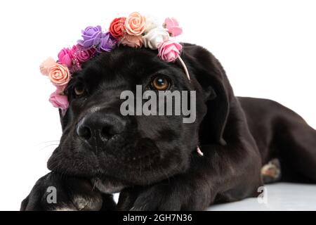 portrait d'un adorable chiot de canne corso portant des fleurs serre-tête et regardant en haut posé isolé sur fond blanc dans le studio Banque D'Images