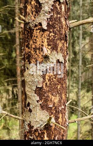 L'écorce des arbres s'écaille de tronc de conifères endommagé dans la forêt, parasite infesté par le coléoptère de l'écorce (Scolytinae) Banque D'Images