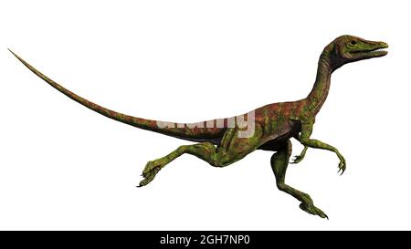 Compsognathus longipes, petit dinosaure de la période jurassique tardive, isolé sur fond blanc, rendu paléoartistique 3d Banque D'Images