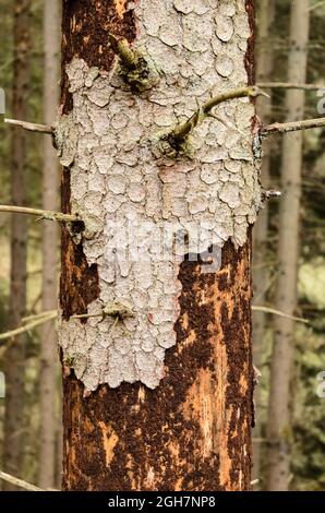 L'écorce des arbres s'écaille de tronc de conifères endommagé dans la forêt, parasite infesté par le coléoptère de l'écorce (Scolytinae) Banque D'Images