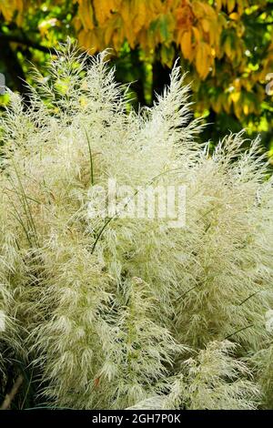 Herbe de pampas naine Cortaderia selloana 'Pumila'. Gros plan des têtes de semis au début de l'automne Banque D'Images