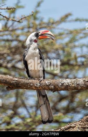 Hornbill de von Der Decken - Tockus deckeni, beau charme coloré des forêts et des terres boisées d'Afrique de l'est, Ethiopie. Banque D'Images