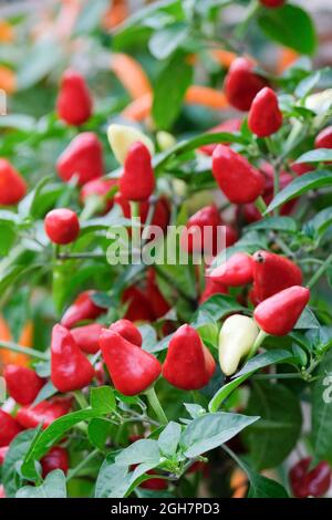 Capsicum annuum 'Firecracker'. Piment « Firecracker ». Piments mûrs poussant sur la plante Banque D'Images