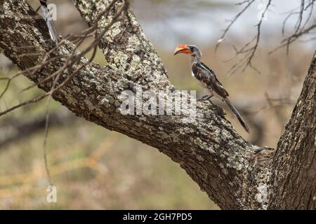 Hornbill de von Der Decken - Tockus deckeni, beau charme coloré des forêts et des terres boisées d'Afrique de l'est, Ethiopie. Banque D'Images