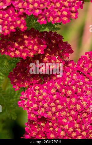 Achillea millefolium Tutti Frutti Pomegranate, rouge d'Arrow Banque D'Images