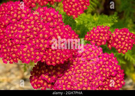 Achillea millefolium Tutti Frutti Pomegranate, rouge d'Arrow Banque D'Images