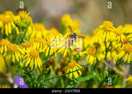 Insecte sur les fleurs sauvages dans la campagne de Cumbrian Banque D'Images