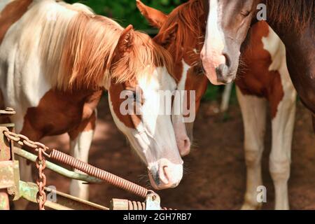 Petit cheval Pinto avec taches brunes et blanches Banque D'Images