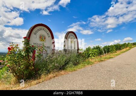 Schriesheim, Allemagne - août 2021 : signe de la taverne du vin dans les collines des vignobles disant « Müller's Weinstube » Banque D'Images