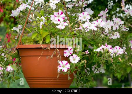 Panier suspendu fleurs pétunias blanc plantes d'été en pot Banque D'Images