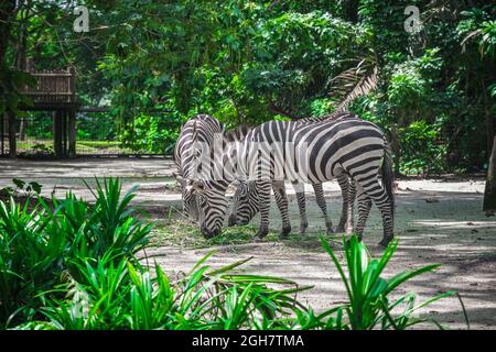 Zèbres mangeant de l'herbe dans le zoo de Singapour Banque D'Images