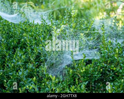 Infestation d'acariens d'araignées sur une haie dans le jardin Banque D'Images