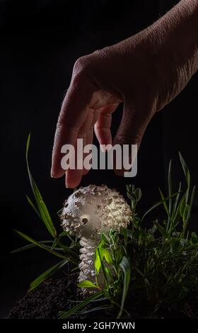 Gros plan de petit champignon blanc Amanita sur noir. C'est une variété rare d'amanita, appelée vittadinnii. Considéré comme acceptable dans certains pays. Main Banque D'Images