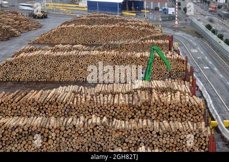 Grumes de pin de Monterey Radiata Pine (Pinus radiata), à Wellington Port Nouvelle-Zélande prêt à exporter Banque D'Images