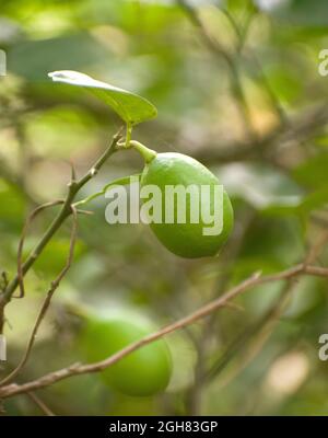 Le citron (Citrus limon) est une espèce de petit arbre à feuilles persistantes Banque D'Images