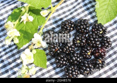 beaucoup de mûres et de fleurs de blackberry Banque D'Images