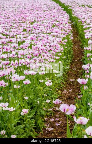 Chemin à travers les fleurs de coquelicots roses croissant dans un champ de coquelicot d'été, voyage Voyage concept image Banque D'Images