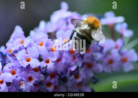 Une abeille extrayant le pollen d'une tordeuse à fleurs violettes Banque D'Images