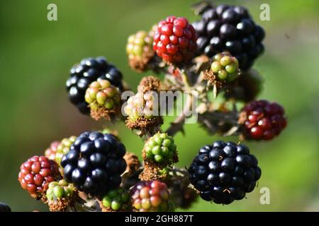 Des mûres luxuriantes de ripeness différentes, avec le reflet du soleil de l'après-midi, Rubus. Jardin de baies noires. Banque D'Images