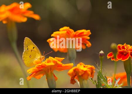 Un papillon jaune se trouve sur un marigot orange vif dans un jardin. Arrière-plan vert flou Banque D'Images