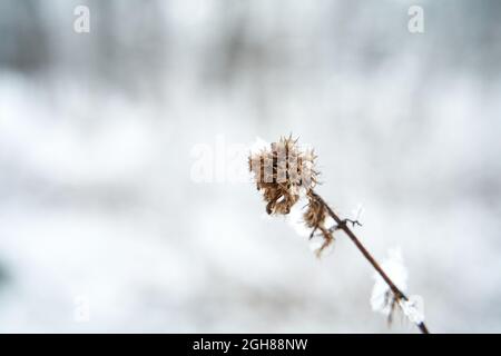 Branche sèche avec fleur couverte de neige sur le champ d'hiver. La saison d'hiver commence. Banque D'Images