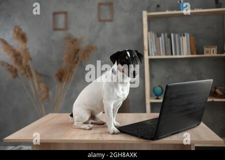 Jack Russell s'assoit sur la table et travaille à la maison avec un ordinateur portable. Un animal intelligent apprend sur pc. Technologie Internet et utilisateur concept.place pour Banque D'Images