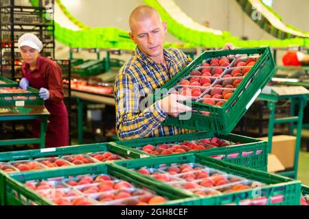 Travailleurs européens masculins et féminins triant des pêches à l'entrepôt Banque D'Images