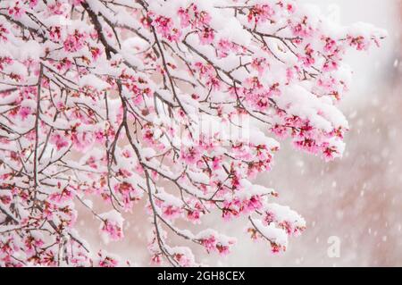 Les saisons se heurtent ... la neige tombe doucement sur les fleurs d'un cerisier au début du printemps à Alpharetta, Géorgie, Etats-Unis Banque D'Images