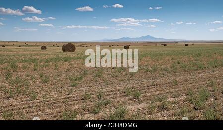 Balles rondes dans un champ avec les Sweet Grass Hills (ou Sweetgrass Hills) en arrière-plan Banque D'Images
