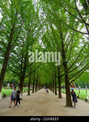 Nami, de Corée du Sud - Feb 6, 2015. Les gens qui marchent à l'arbre parc sur l'Île de Nami. Namiseom est une des destinations touristiques les plus attrayantes dans S. Kor Banque D'Images