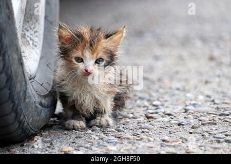 Petit chaton assis dans une rue près de la roue de voiture. Portrait d'un chat sale en plein air Banque D'Images