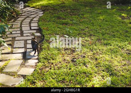 Gros plan de chat d'animal de compagnie marchant dans le jardin ensoleillé Banque D'Images