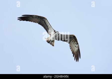 La proie occidentale (Pandion haliatus) dans son habitat naturel Banque D'Images