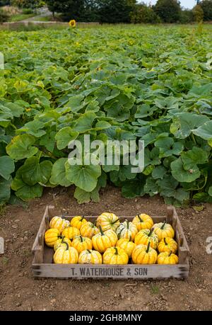 Kilduff Farm, East Lothian, Écosse, Royaume-Uni, 6 septembre 2021. Récolte de citrouilles : les citrouilles mûres sont récoltées dans un champ planté de 25 variétés de citrouilles culinaires. Billets pour le potiron annuel, à partir d'octobre. 20,000 plantules de citrouille plantées ont donné une récolte de citrouilles culinaires Banque D'Images