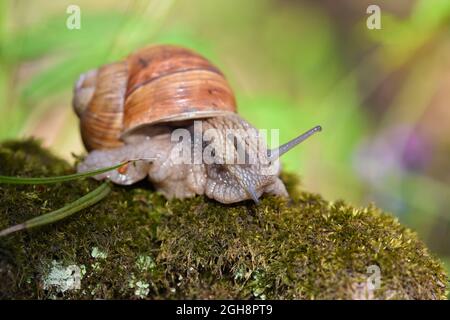 Escargot de Bourgogne (Helix pomatia, escargot romain, escargot comestible, escargot) sur la mousse. Gros plan Banque D'Images