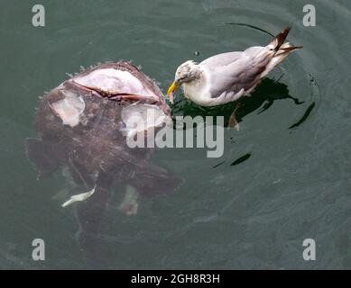 Goéland à harengs Larus argentatus qui enchase une carcasse de Monkfish morte Banque D'Images