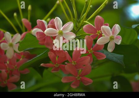 FLEURS DE COMBECTUM ROUGE ET BLANC AVEC FEUILLES VERTES. Banque D'Images