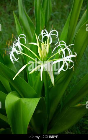 MISE AU POINT SÉLECTIVE SUR LA FLEUR BLANCHE DE CRINUM ASIATICUM AVEC DE LONGUES FEUILLES VERTES ET ISOLÉE AVEC UN FOND VERT FLOU DANS LE MATIN LUMIÈRE DU SOLEIL À LA VERTICALE. UN MOI Banque D'Images