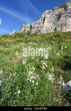 Masses ou groupes de Lily de Saint-Bernard, Anthericum liago, croissant sur le massif rocheux en dessous des falaises de Ropion dans la réserve naturelle du Verdon Provence France Banque D'Images