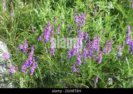 Etch de vache, Vicia craca, alias Etch touffeté, Etch d'oiseau, Etch boréal ou Etch bleu Banque D'Images