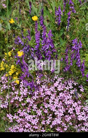 Soapwort de roche, Aponaria ocymoides, alias Ted tumbling et Cow Vetch, Vicia craca, alias Vetch touffeté, oiseau Vetch, Boreal Vetch ou Blue Vetch Banque D'Images