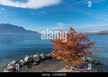 Photo avec espace de copie d'un arbre avec des feuilles rouges sur le bord d'un lac alpin, entouré de pierres par une journée ensoleillée Banque D'Images