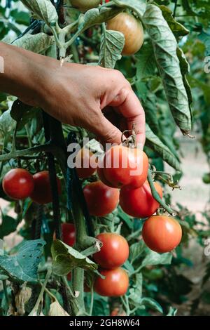 un jeune homme caucasien dans une plantation est sur le point de recueillir des tomates mûres de la plante Banque D'Images