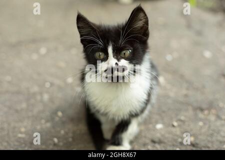 Portrait avec un chat et une moustache. Chaton drôle avec une couleur inhabituelle. La moustache noire dans la rue. Banque D'Images