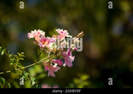 Pommier en fleurs fleurs roses avec des brindilles bonjour printemps paroles Banque D'Images